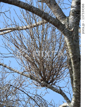 てんぐ巣病（植物の枝や葉が異常に密生する病気） 137334366