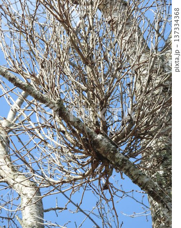 てんぐ巣病（植物の枝や葉が異常に密生する病気） 137334368