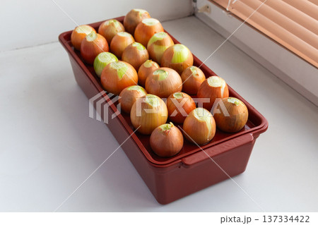 Onion bulbs prepared for home growing. Trimmed tops in red container. Fresh vegetable production indoors Onion bulbs prepared for home growing. Trimmed tops in red container. Fresh vegetable production indoors 137334422