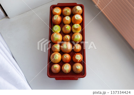 Forcing onions for green shoots indoors. Trimmed bulbs in plastic container. Winter vegetable growing at home Forcing onions for green shoots indoors. Trimmed bulbs in plastic container. Winter vegetable growing at home 137334424