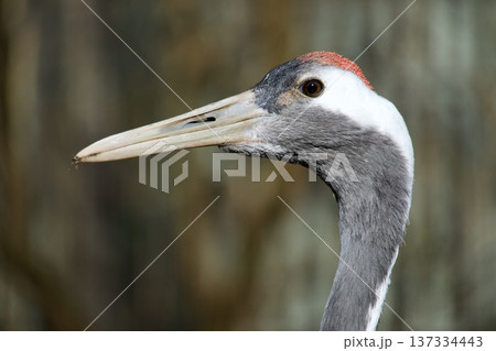 Close-up portrait of a Red-crowned crane head with red cap. 137334443