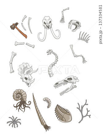 Dinosaurs skeletons parts underground. Fossils, bones of prehistoric reptiles and ammonites Dinosaurs skeletons parts underground. Fossils, bones of prehistoric reptiles and ammonites 137334581