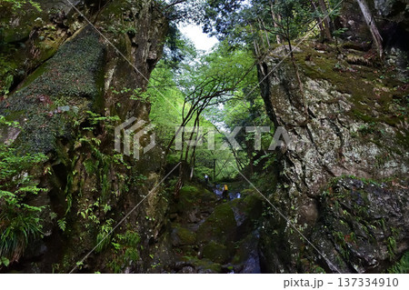 埼玉県 棒ノ嶺のゴルジュ帯 137334910