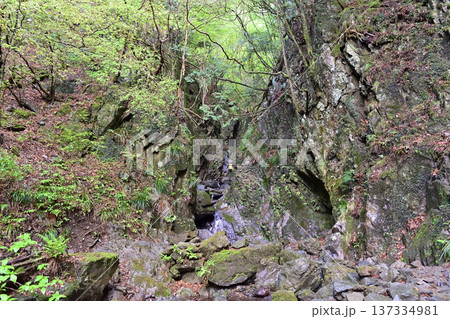 埼玉県 棒ノ嶺のゴルジュ帯 137334981