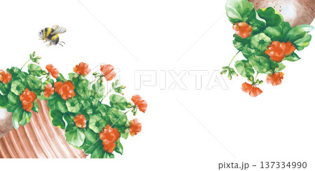Horizontal frame with clay jugs with red geranium flowers and a flying bumblebee on an isolated background. Watercolor illustration with geraniums in ceramic pots. A realistic template for postcards 137334990