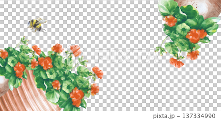 Horizontal frame with clay jugs with red geranium flowers and a flying bumblebee on an isolated background. Watercolor illustration with geraniums in ceramic pots. A realistic template for postcards 137334990