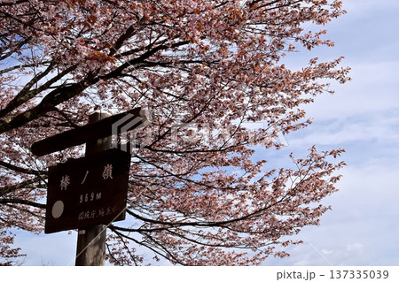 埼玉県 棒ノ嶺の桜 137335039