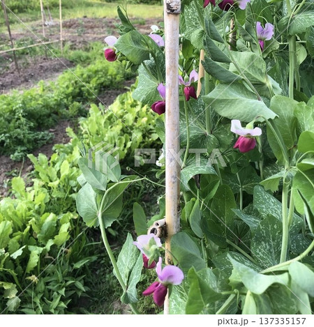 赤花の絹さや 赤花の絹さや 137335157