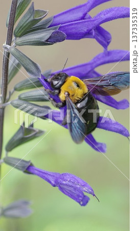 紫色のサルビアにクマ蜂待ち受け画面 紫色のサルビアにクマ蜂待ち受け画面 137335319