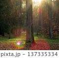Golden rays of sunlight breaking through the crowns of trees on an autumn evening. Stunning background of the picturesque autumn forest landscape. Rainbow rays in a forest meadow with fall foliage 137335334