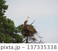The stork is sitting in a nest on a pole. The stork bird sits alone in a nest on a pole against a grey sky and pine trees. 137335338