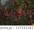Clusters of small red apples on the branches of an ornamental apple tree. Ripe small fruits on the deciduous trees on dark green background 137335341