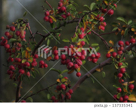 Clusters of small red apples on the branches of an ornamental apple tree. Ripe small fruits on the deciduous trees on dark green background 137335341