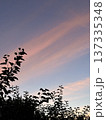 Leaves of trees and bushes against a sunset sky with beautiful pink clouds against a colorful twilight sky 137335348