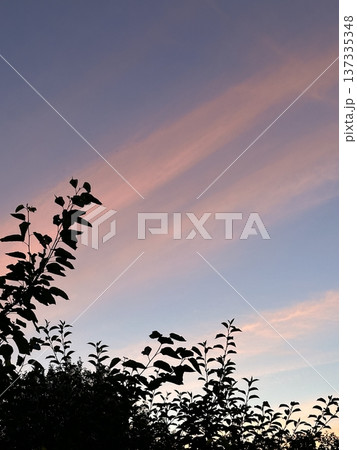 Leaves of trees and bushes against a sunset sky with beautiful pink clouds against a colorful twilight sky 137335348