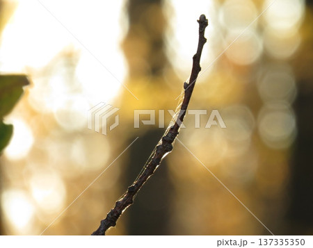 A branch with buds in a spider web against the background of Golden rays of sunlight piercing through the leaves of trees, autumn evening. Stunning forest landscape background. 137335350