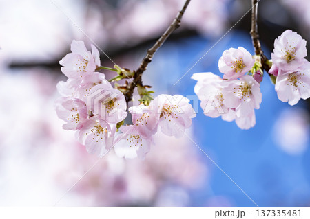 青空バックの桜 青空バックの桜 137335481