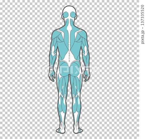 Male full body muscle diagram and human anatomy illustration (back view) 137335520