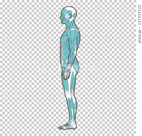 Male full body muscle diagram/human anatomy illustration (side view) Male full body muscle diagram/human anatomy illustration (side view) 137335522