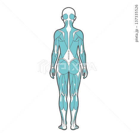 女性の全身筋肉図・人体解剖図のイラスト（背面・後ろ姿） 137335526