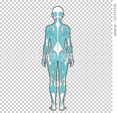 女性の全身筋肉図・人体解剖図のイラスト（背面・後ろ姿） 137335526