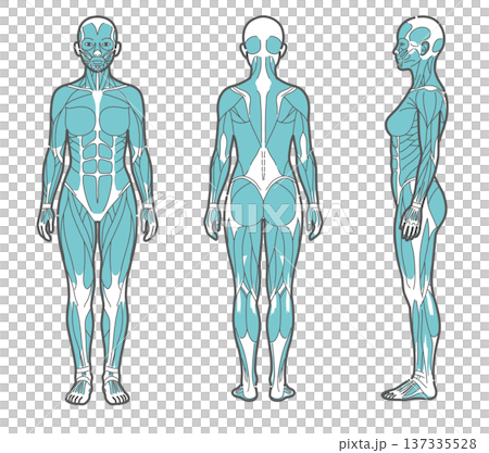 Female whole body muscle diagram and human anatomy illustration set (front, back, side) Female whole body muscle diagram and human anatomy illustration set (front, back, side) 137335528
