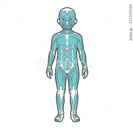 男の子(子供)の全身筋肉図・人体解剖図のイラスト(正面・前面) 男の子(子供)の全身筋肉図・人体解剖図のイラスト(正面・前面) 137335529