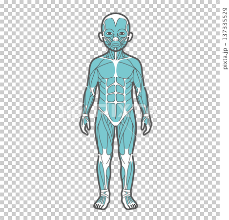 男の子(子供)の全身筋肉図・人体解剖図のイラスト(正面・前面) 男の子(子供)の全身筋肉図・人体解剖図のイラスト(正面・前面) 137335529