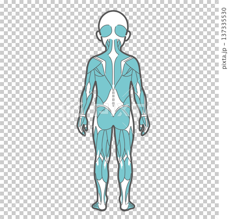 Illustration of a child's whole body muscle diagram and human anatomy (back view) Illustration of a child's whole body muscle diagram and human anatomy (back view) 137335530