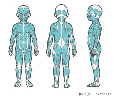子供の全身筋肉図・人体解剖図のイラストセット(正面・背面・側面) 子供の全身筋肉図・人体解剖図のイラストセット(正面・背面・側面) 137335532