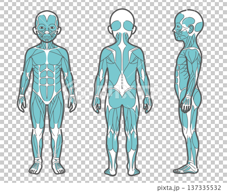 子供の全身筋肉図・人体解剖図のイラストセット(正面・背面・側面) 子供の全身筋肉図・人体解剖図のイラストセット(正面・背面・側面) 137335532