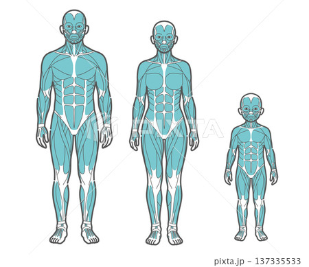 全世代(男性・女性・子供)の全身筋肉図・人体解剖図のイラストセット(正面) 全世代(男性・女性・子供)の全身筋肉図・人体解剖図のイラストセット(正面) 137335533