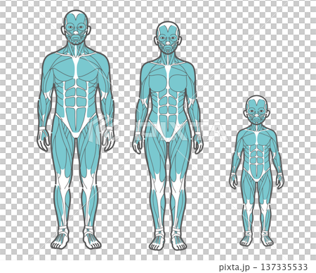 全世代(男性・女性・子供)の全身筋肉図・人体解剖図のイラストセット(正面) 全世代(男性・女性・子供)の全身筋肉図・人体解剖図のイラストセット(正面) 137335533