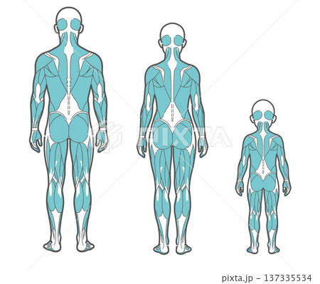 全世代(男性・女性・子供)の全身筋肉図・人体解剖図のイラストセット(背面・後ろ姿) 全世代(男性・女性・子供)の全身筋肉図・人体解剖図のイラストセット(背面・後ろ姿) 137335534