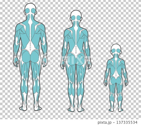 全世代(男性・女性・子供)の全身筋肉図・人体解剖図のイラストセット(背面・後ろ姿) 全世代(男性・女性・子供)の全身筋肉図・人体解剖図のイラストセット(背面・後ろ姿) 137335534