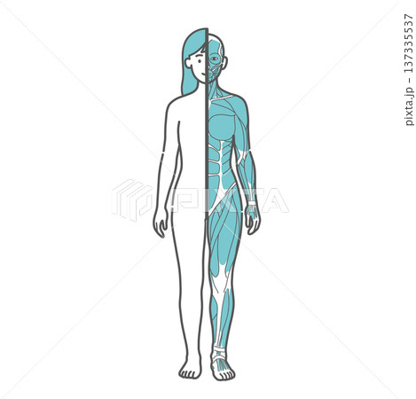 女性の人体図・筋肉と表面の比較イラスト（正面・半身筋肉） 137335537