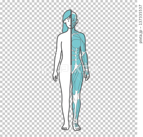 女性の人体図・筋肉と表面の比較イラスト（正面・半身筋肉） 137335537