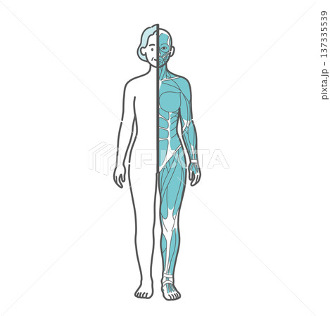 シニア女性の人体図・筋肉と表面の比較イラスト(正面・半身筋肉) シニア女性の人体図・筋肉と表面の比較イラスト(正面・半身筋肉) 137335539