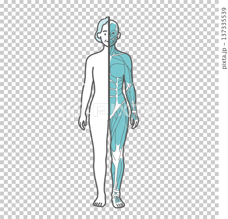 シニア女性の人体図・筋肉と表面の比較イラスト(正面・半身筋肉) シニア女性の人体図・筋肉と表面の比較イラスト(正面・半身筋肉) 137335539
