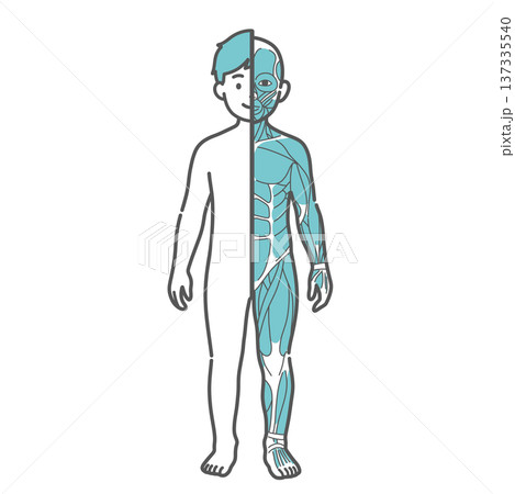 男の子（子供）の人体図・筋肉と表面の比較イラスト（正面・半身筋肉） 137335540