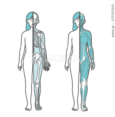 女性の半身骨格図と半身筋肉図の比較イラストセット（正面） 137335543