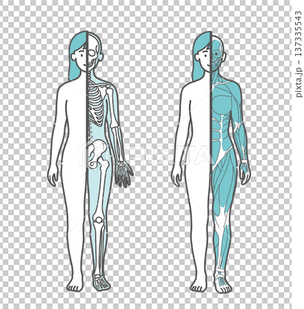 女性の半身骨格図と半身筋肉図の比較イラストセット（正面） 137335543