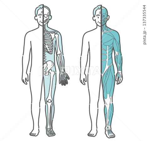 シニア男性の半身骨格図と半身筋肉図の比較イラストセット（正面） 137335544