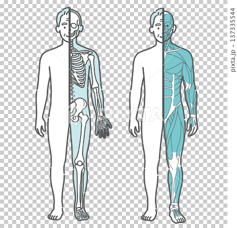 シニア男性の半身骨格図と半身筋肉図の比較イラストセット（正面） 137335544