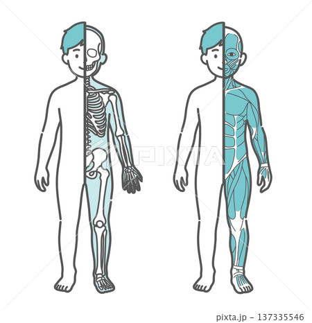 男の子(子供)の半身骨格図と半身筋肉図の比較イラストセット(正面) 男の子(子供)の半身骨格図と半身筋肉図の比較イラストセット(正面) 137335546
