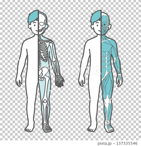 男の子(子供)の半身骨格図と半身筋肉図の比較イラストセット(正面) 男の子(子供)の半身骨格図と半身筋肉図の比較イラストセット(正面) 137335546