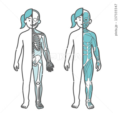 女の子(子供)の半身骨格図と半身筋肉図の比較イラストセット(正面) 女の子(子供)の半身骨格図と半身筋肉図の比較イラストセット(正面) 137335547
