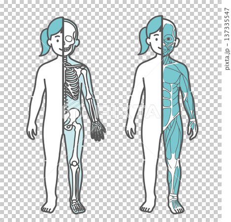 女の子(子供)の半身骨格図と半身筋肉図の比較イラストセット(正面) 女の子(子供)の半身骨格図と半身筋肉図の比較イラストセット(正面) 137335547
