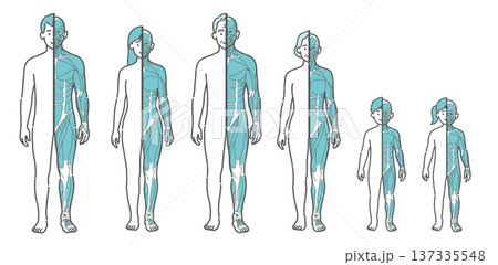 全世代(男女・シニア・子供)の半身筋肉図・人体イラストセット(正面) 全世代(男女・シニア・子供)の半身筋肉図・人体イラストセット(正面) 137335548