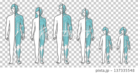 全世代(男女・シニア・子供)の半身筋肉図・人体イラストセット(正面) 全世代(男女・シニア・子供)の半身筋肉図・人体イラストセット(正面) 137335548